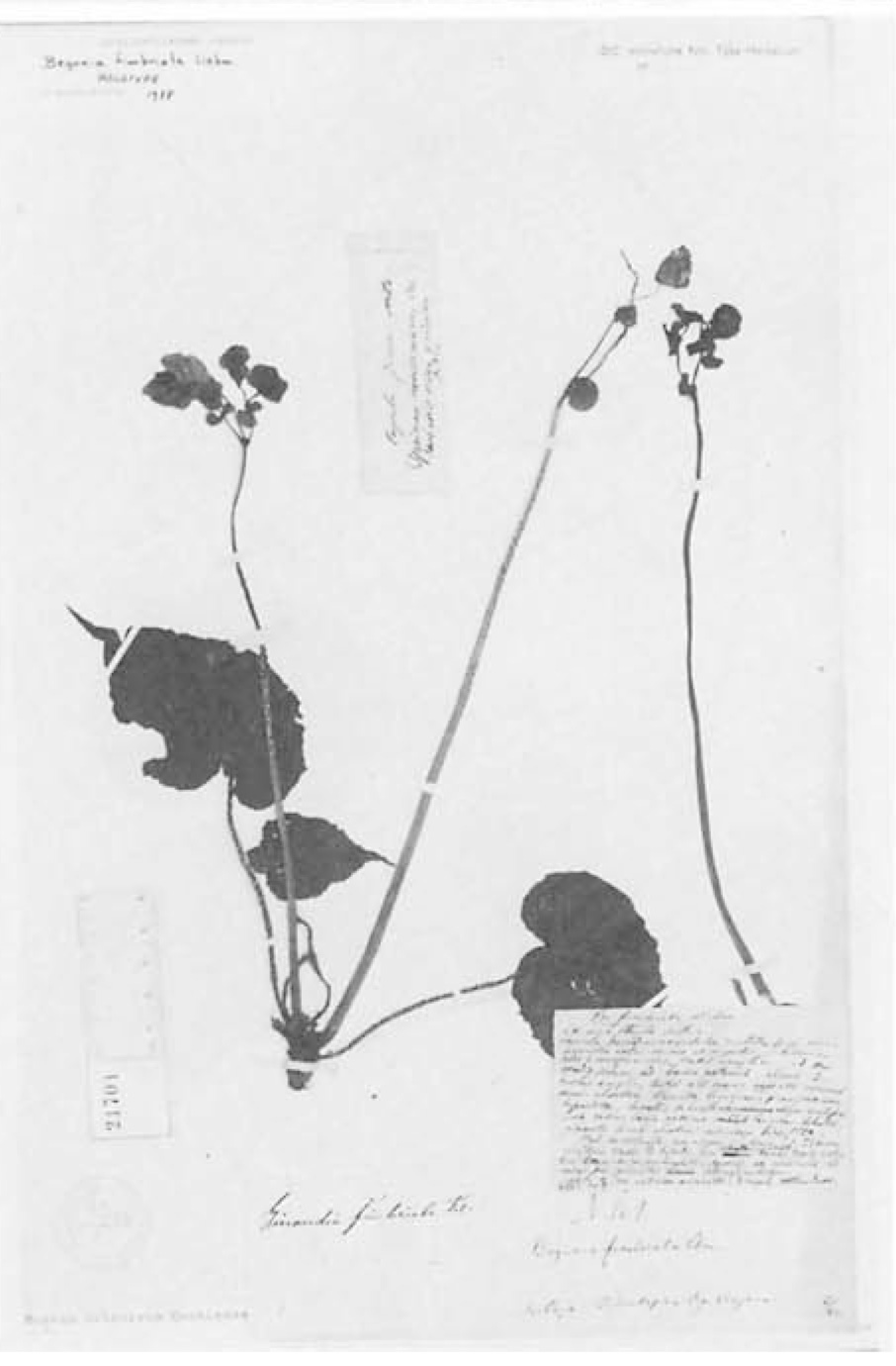 B. fimbriata